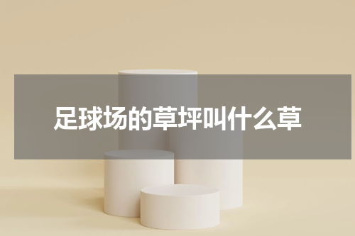 足球场的草坪叫什么草