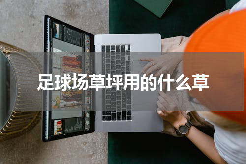 足球场草坪用的什么草