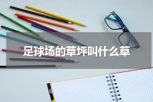 足球场的草坪叫什么草